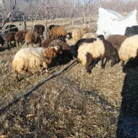 بره نرماده 15راس