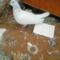 پرنده
