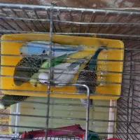 مرغ عشق