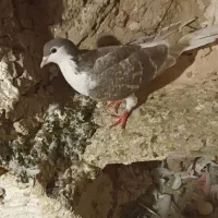 کبوتررنگی|پرنده|سبزوار, ابارش|دیوار