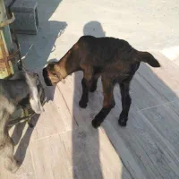 کهره شیری|حیوانات مزرعه|مرودشت, دولت آباد|دیوار