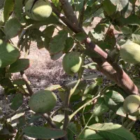 نهال گل محمدی و گردو|خدمات باغبانی و درختکاری|قلعه چای, |دیوار