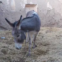 الاغ گوسفند تندرو|حیوانات مزرعه|میانه, |دیوار