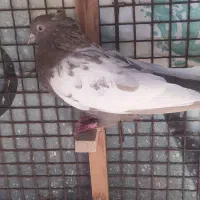کفتر رنگی|پرنده|شیراز, گویم|دیوار