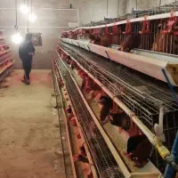 مرغ تخم گذار