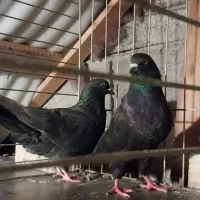 حیوان کبوتر هوا