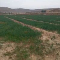 تر پیاز برای سبزی