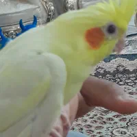 جوجه عروس هلندی