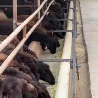 نیازمند کارگر دامداری