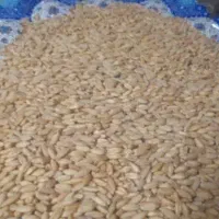 گندم دیم بذری تمیز