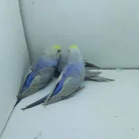 مرغ عشق رینبو رنگین کمانی با جوجه|پرنده|تهران, بهداشت|دیوار