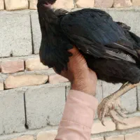 ماده مرغ