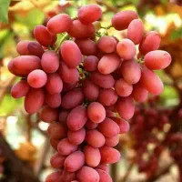 ارائه درخت انگور کریسمون بصورت گلدانی