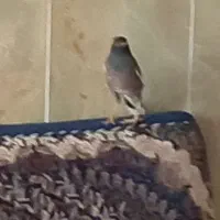 مرغ مینا|پرنده|سبزوار, کهنه آب|دیوار