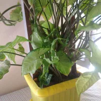 گل خوشگل و زیبا