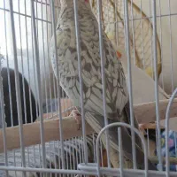 فروش فوری جوجه عروس هلندی|پرنده|مشهد, جاهد شهر|دیوار