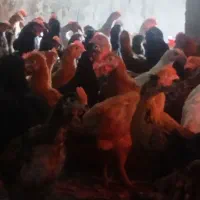 جوجه محلی|حیوانات مزرعه|مرودشت, محمد آباد|دیوار