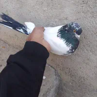 کله وداره درشت و کشیده ماده  قیمت ۸۰۰