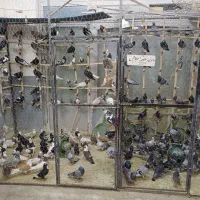 کفتر رنگی و پلاکی جدید رسید