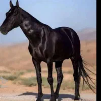 ترکمن خالص مشکی یکدست