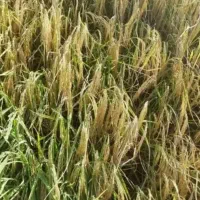 برنج محلی دورود لرستان خوشپخت و خوش عطر|خوردنی و آشامیدنی|پرند, فاز ۰|دیوار