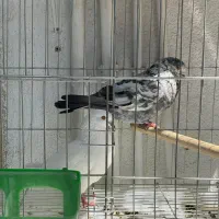 جفت کبوتر مایه