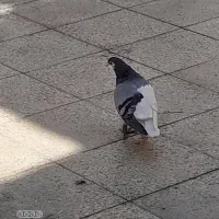 چب سبز|پرنده|شیراز, ماه فیروزان|دیوار