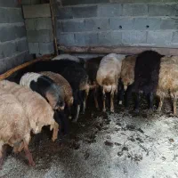 فروشی همه سالم سرحال