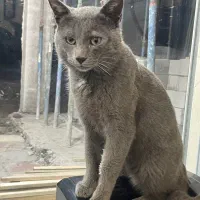 گربه پیدا شده|حیوانات|بندر انزلی, پردیس|دیوار