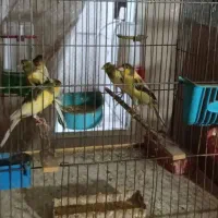 پرنده قناری نر|پرنده|آران و بیدگل, |دیوار