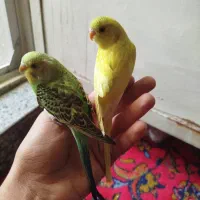 یک جفت مرغ عشق آماده تخم گذاری و یک نر مست|پرنده|ری, شهرک نظامی|دیوار