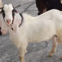12راس چپشت نری چاق مخصوص پرواربندی و کشتار