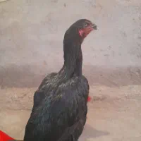 مرغ|حیوانات مزرعه|میناب, |دیوار