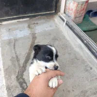 سگ پاکوتاه|سگ|مشهد, پورسینا|دیوار