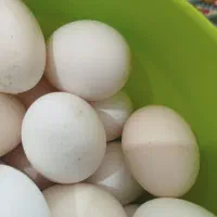 تخم مرغ محلی