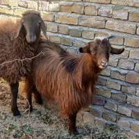 فروش بره و بزغاله ب قیمت میدون