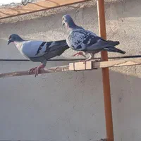 سه جفت کبوتر پلاکی|پرنده|باقرشهر, |دیوار