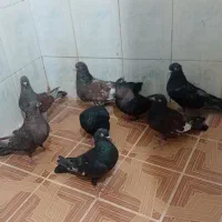 کله ای