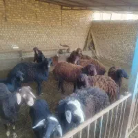 بره پرواری چاق|حیوانات مزرعه|میان جلگه, |دیوار