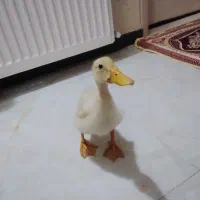 جوجه اردک دستی|حیوانات مزرعه|قدس, شهرقدس|دیوار