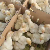 جوجه بوقلمون بیوتی ۶