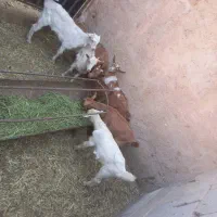 فروش ۸راس بزغاله سانن  قیمت دانه ای۱۲ملیون تومان