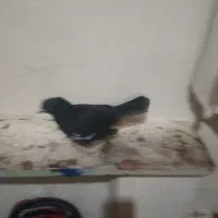 کفتر|پرنده|شیراز, شیشهگری|دیوار