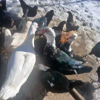 یک عدد اردک اسرائیلی گمشده