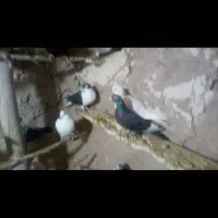 کفتر|پرنده|رادکان, |دیوار