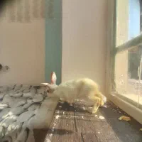 بچه خرگوش نژاد دار