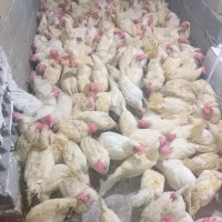 پخش اصلی مرغ تخم گذار(هلندی)|حیوانات مزرعه|مشکین‌دشت, |دیوار