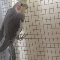 عروس هلندی نر اماده جفت گیری