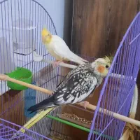 عروس هلندی مولد