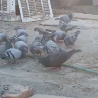 کبوتر سبز و مگس|پرنده|خاش, |دیوار